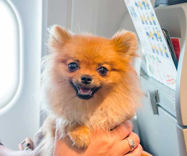 Holiday Pet Safety Tips Carney Animal Hospital holiday-pet-safety-tips-carney-animal-hospital