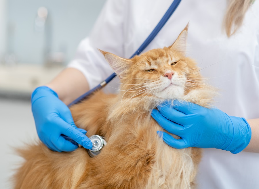 Experienced Veterinarian In Parkville, MD